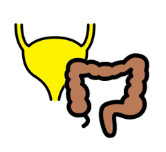 Image Credit 25-26. Bladder ©fauzan akbar, CC BY 3.0 US Large intestine ©BomSymbols, CC BY 3.0 US