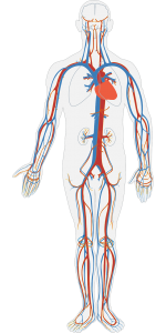 Transparent body showing circulatory system