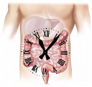 Digestive system with a clock for direction reference