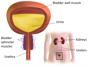 Image showing the urinary system. Bottom right image shows a person's abdomen with two bean-shaped kidneys connecting by tubes labelled 'ureters' to the bladder (just above the pubic bone). Enlargement top left shows the bladder surrounded by a smooth muscle labelled 'bladder wall muscle'. Urine is contained in the bladder. The bladder connect downward to a tube labelled 'urethra'. The exit of the bladder to the urethra has muscles surrounding it labelled 'bladder sphincter muscles'.