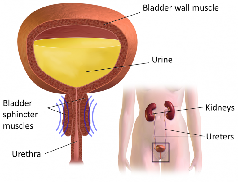 bladder-changes-after-spinal-cord-injury-scire-community