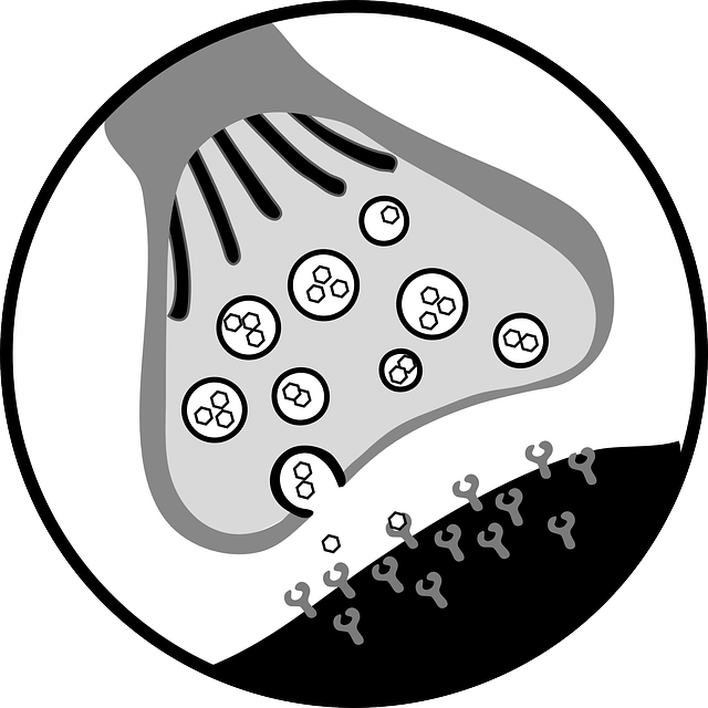 A black and white cartoon diagram of a neural synapse