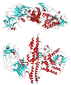 A structure of a botulinum toxin molecule