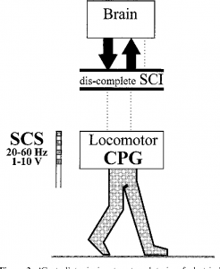 A diagram showing how the pathway of locomotor CPG is cut short by a complete SCI