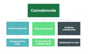 Diagram categorizing cannabinoids into endocannabinoids (produced in the body), phytocannabinoids (produced by the cannabis plant), and synthetic cannabinoids (synthesized in a lab)