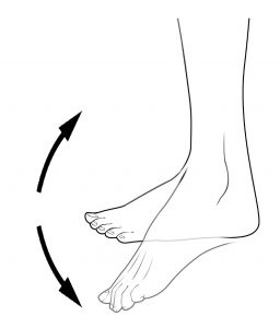 Picture of a foot flexing and pointing at the ankle with arrows showing the directions of motion up and down