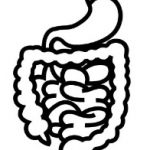 Cartoon of the stomach and intestines