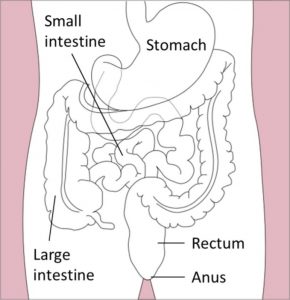 A diagram of the digestive system showing the stomach, small intestine, large intestine, rectum, and anus.