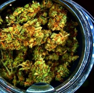 A jar of dried marijuana including the flowers and leaves.