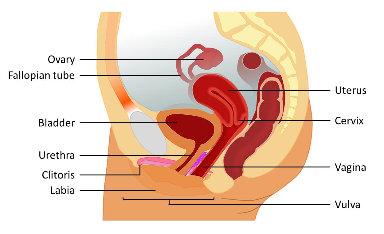 Labeled diagram of female reproductive system