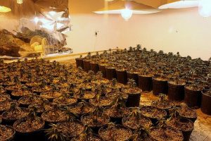 An indoor grow op with rows of cannabis plants in pots.