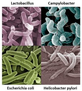 Different species of gut bacteria