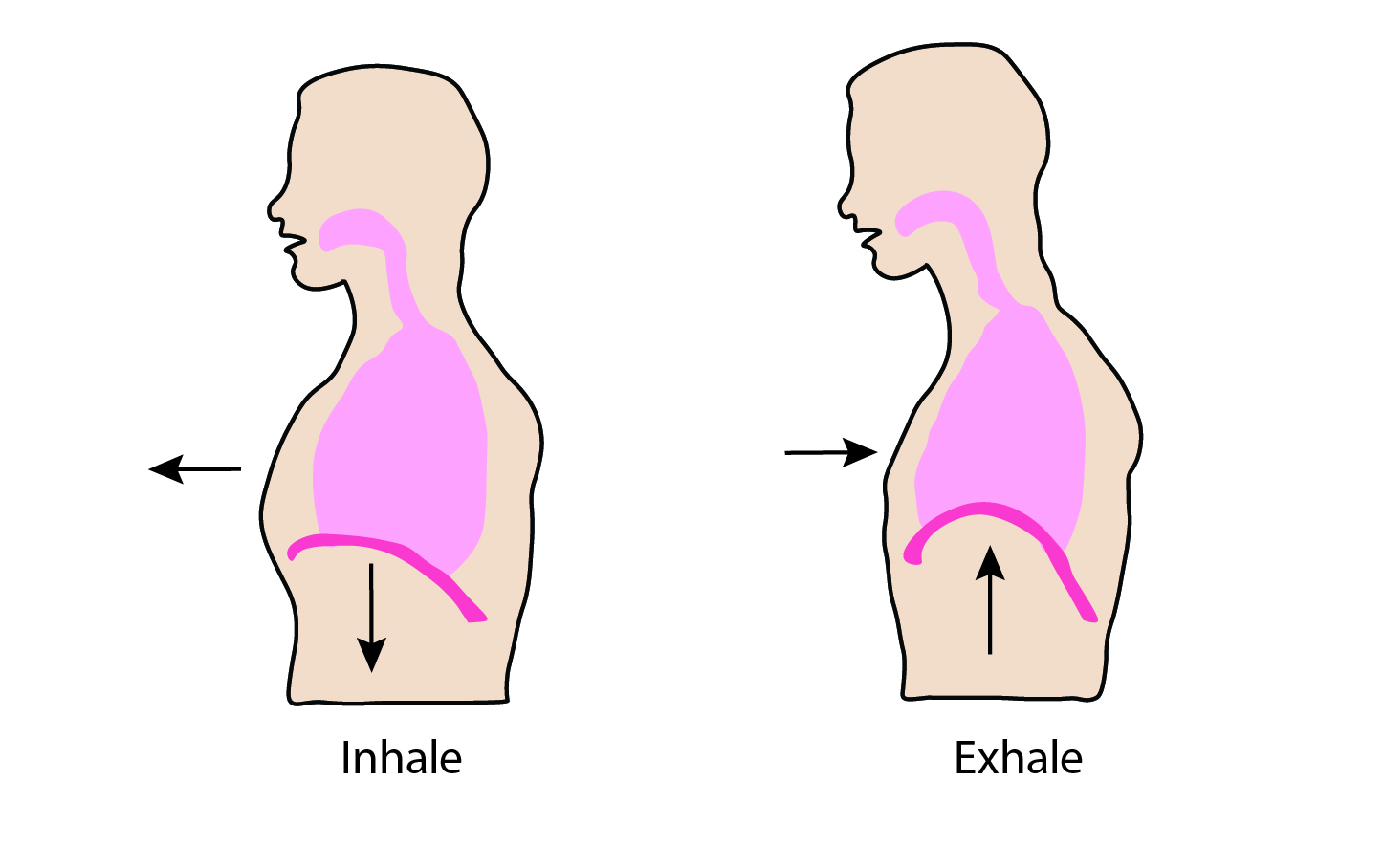 Respiratory Changes After Spinal Cord Injury - SCIRE Community