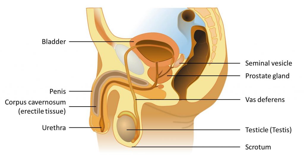 Labeled diagram showing the male reproductive system