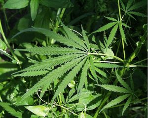 A photograph of leaves of a cannabis plant
