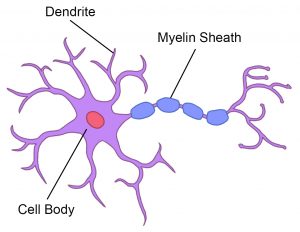 Image of a purple cell with short appendages labelled 'dendrites' and one long appendage labeled as the 'axon'