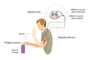 Image of a man touching the flame of a candle. A red line connects to a muscle in the arm and up to the spinal cord. From there, a blue line travels from the spinal cord and back down the arm.