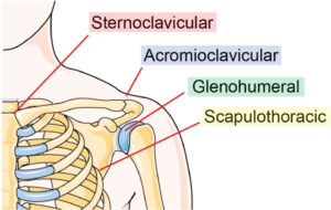 Cartoon of front shoulder skeleton with joints (sternoclavicular, acromioclavicular, glenohumeral, scapulothoracic) labeled.