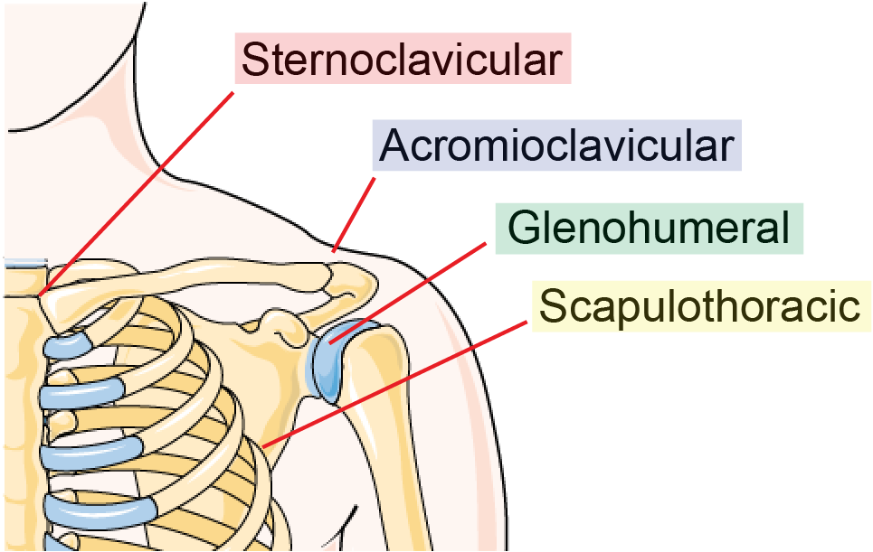 Shoulder Injury and Pain After SCI - SCIRE Community