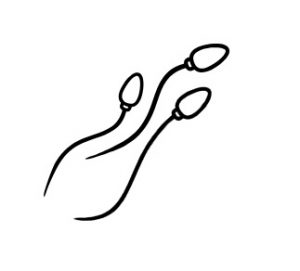 Cartoon depiction of three sperm