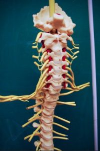 A model of the spine and spinal nerves