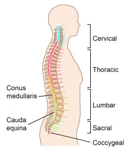 Image of a body from the side with the spine visible. It is broken into the cervical, thoracic, lumbar, sacral, and coccygeal spine. The conus medullaris and cauda equina are also labelled. 