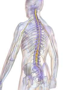 The back of a person showing the spinal cord, bones, and nerves