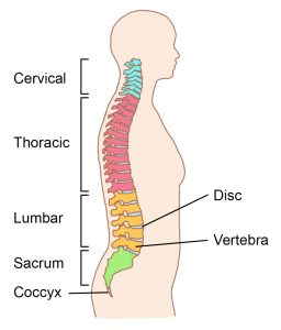 Image of a body from the side with the spine visible. The cervical spine is at the top of the spine, the thoracic spine is in the upper middle of the spine the lumbar spine is in the lower part of the spine, the sacrum is part of the pelvis, and the coccyx is the tailbone.