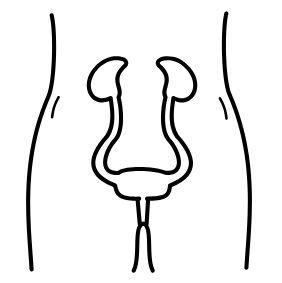 Cartoon of the kidneys and bladder