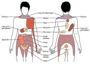 Diagram showing areas of the body that correspond to pain associated with a certain organ.