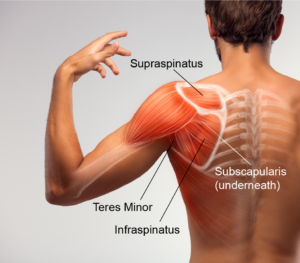 Posterior view of man's torso with arm raised. Muscles of the rotator cuff (supraspinatus, subscapularis, teres minor, and infraspinatus) are superimposed and labeled.